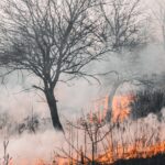 Smoke rises from a vegetation fire spreading through dry grass and shrubs, with flames visible beneath leafless trees. The scene highlights the type of wildfire conditions that can threaten natural landscapes and nearby communities.
