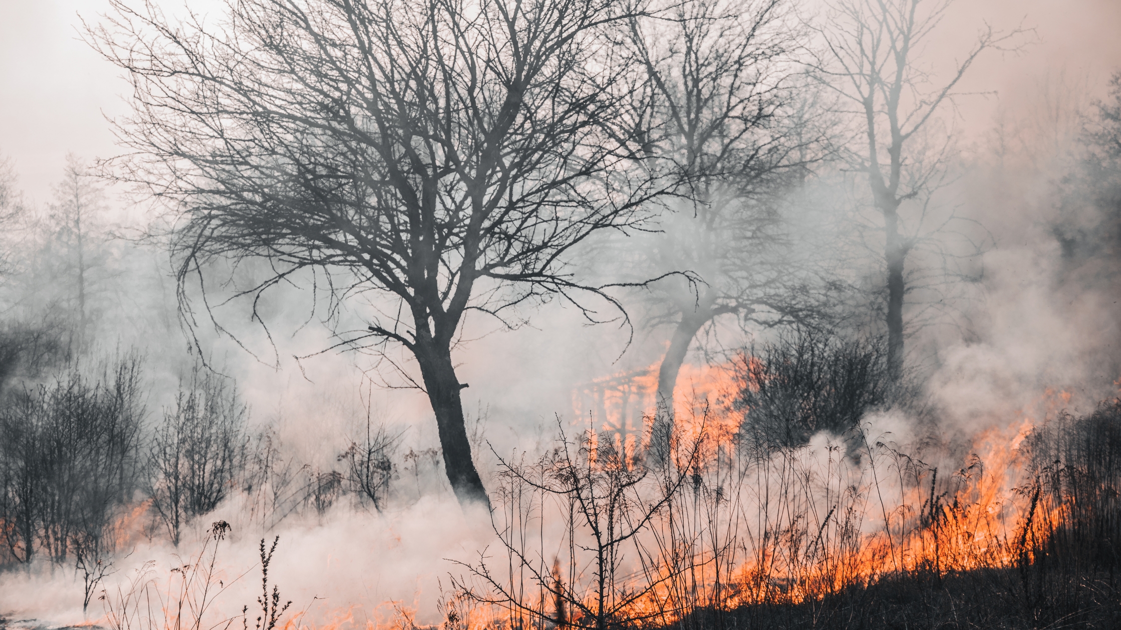 Smoke rises from a vegetation fire spreading through dry grass and shrubs, with flames visible beneath leafless trees. The scene highlights the type of wildfire conditions that can threaten natural landscapes and nearby communities.
